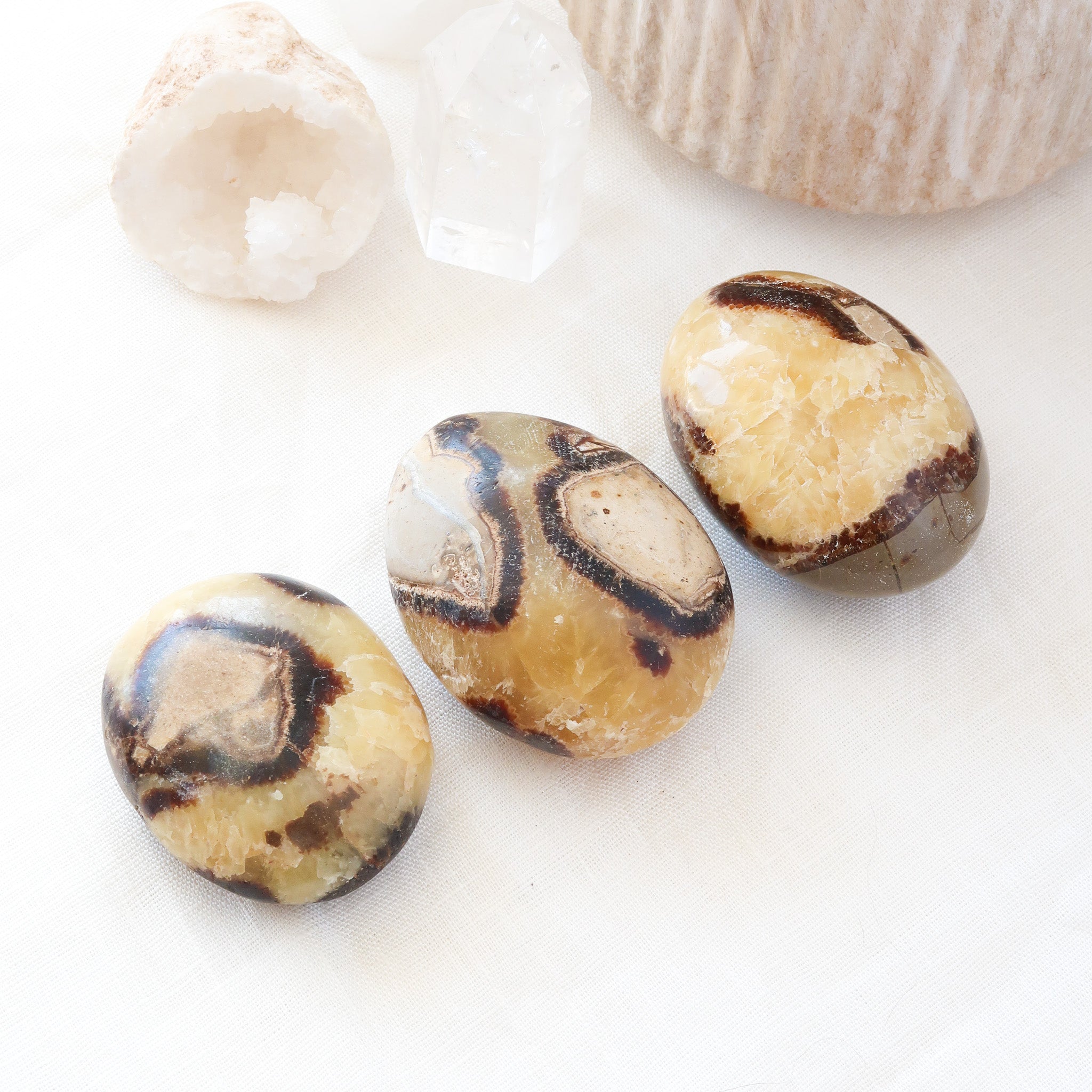 Septarian Palm Stone