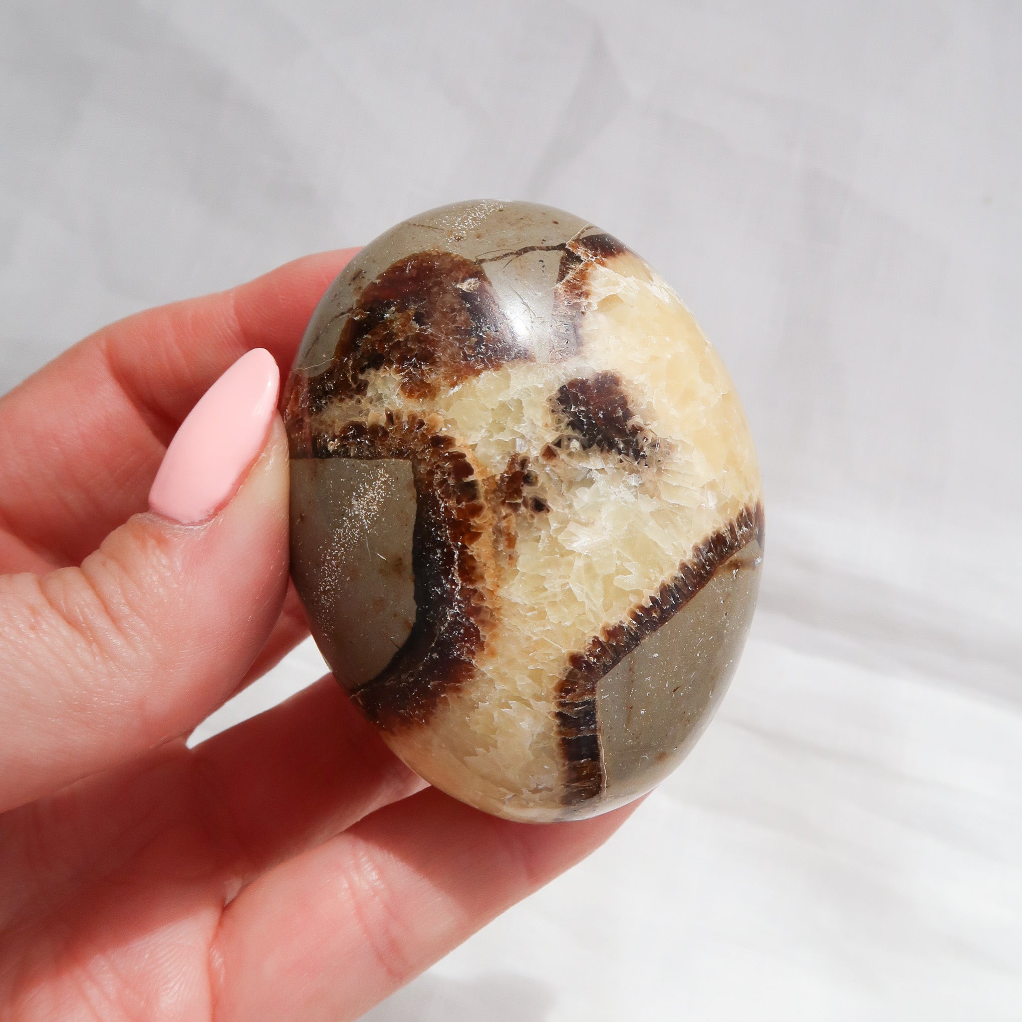 Septarian Palm Stone