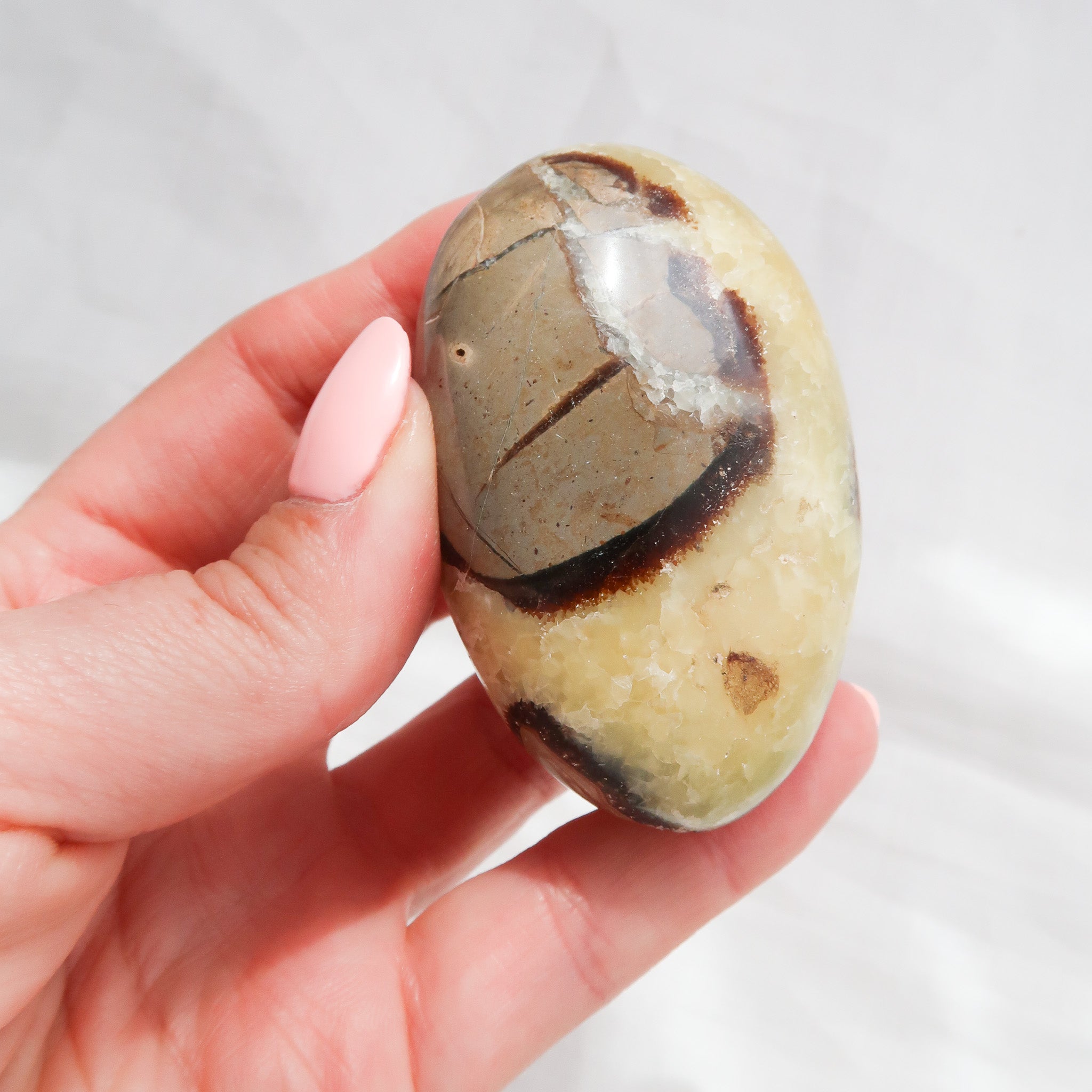 Septarian Palm Stone