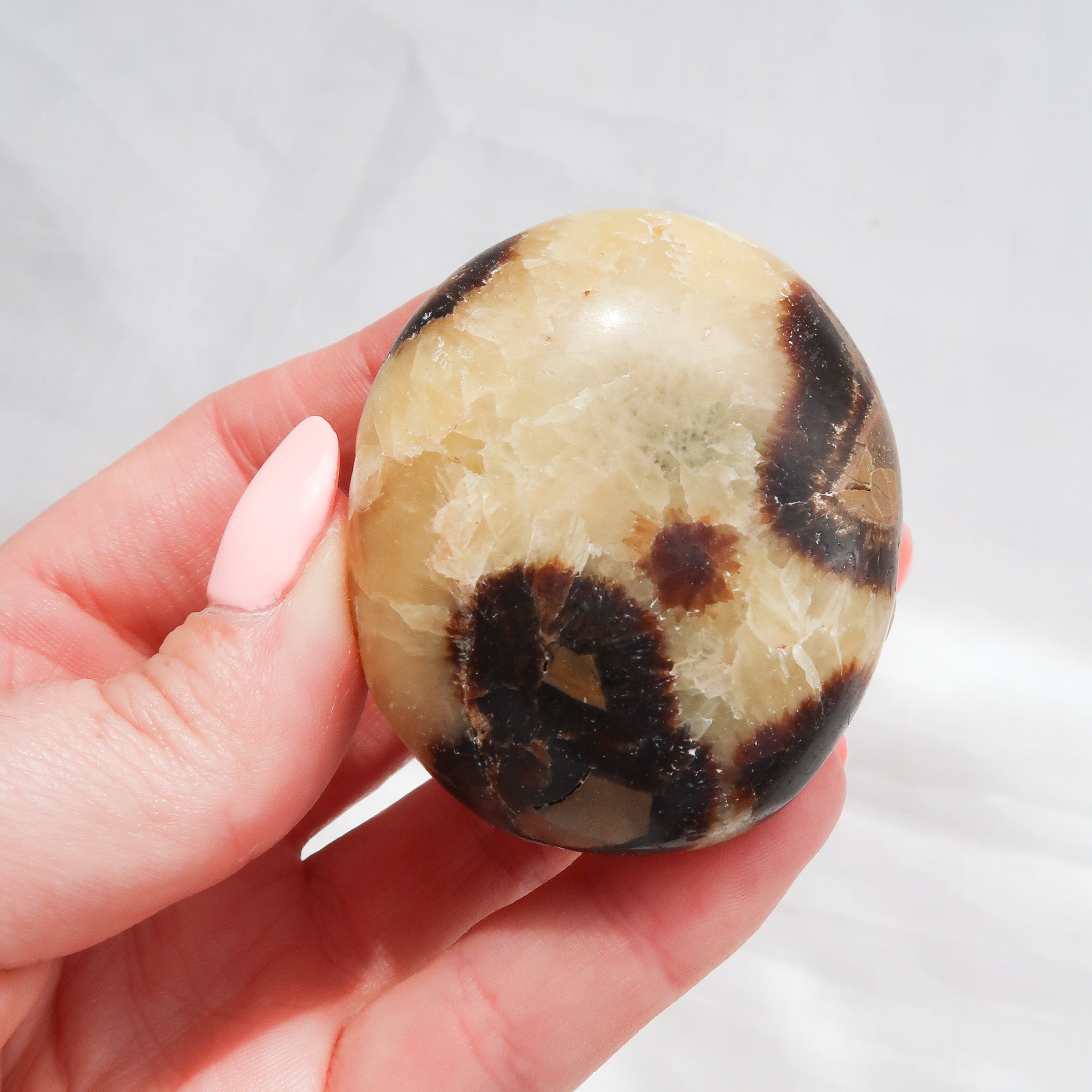 Septarian Palm Stone