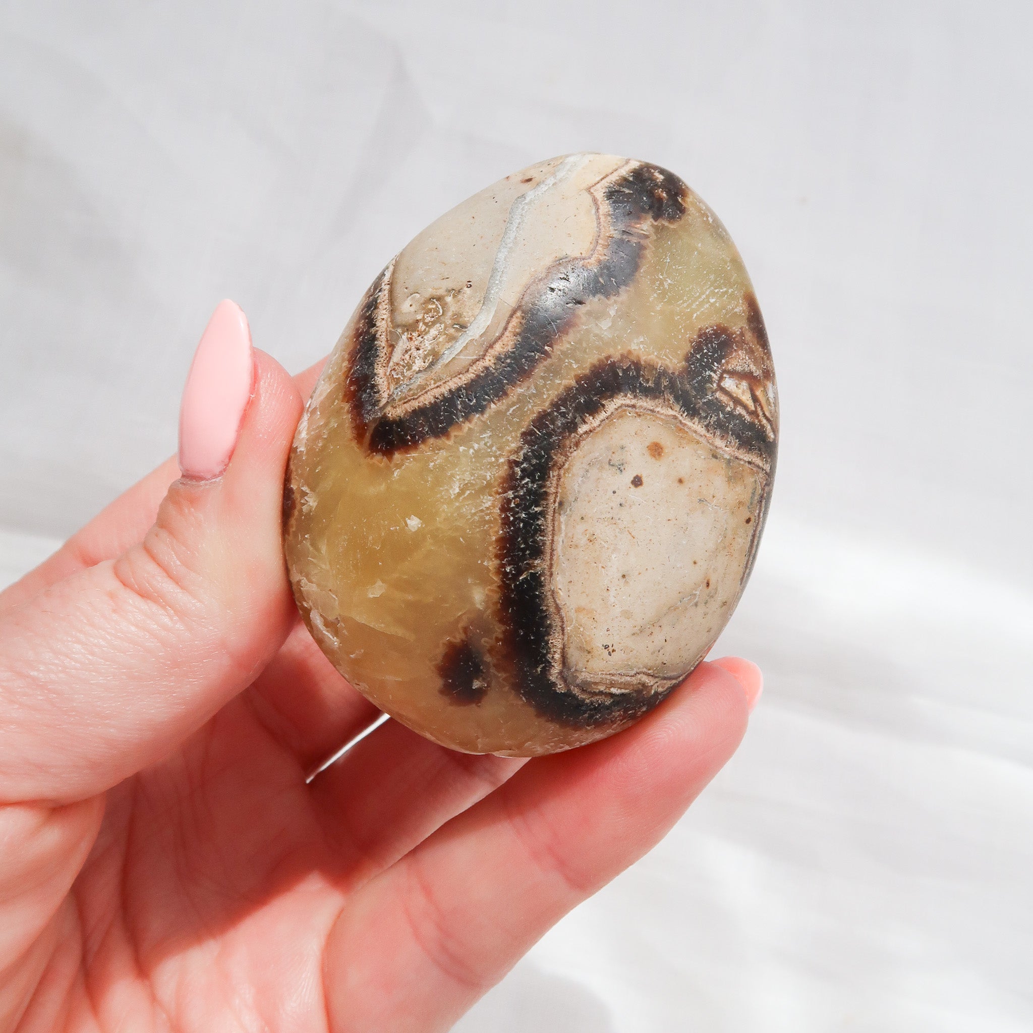 Septarian Palm Stone