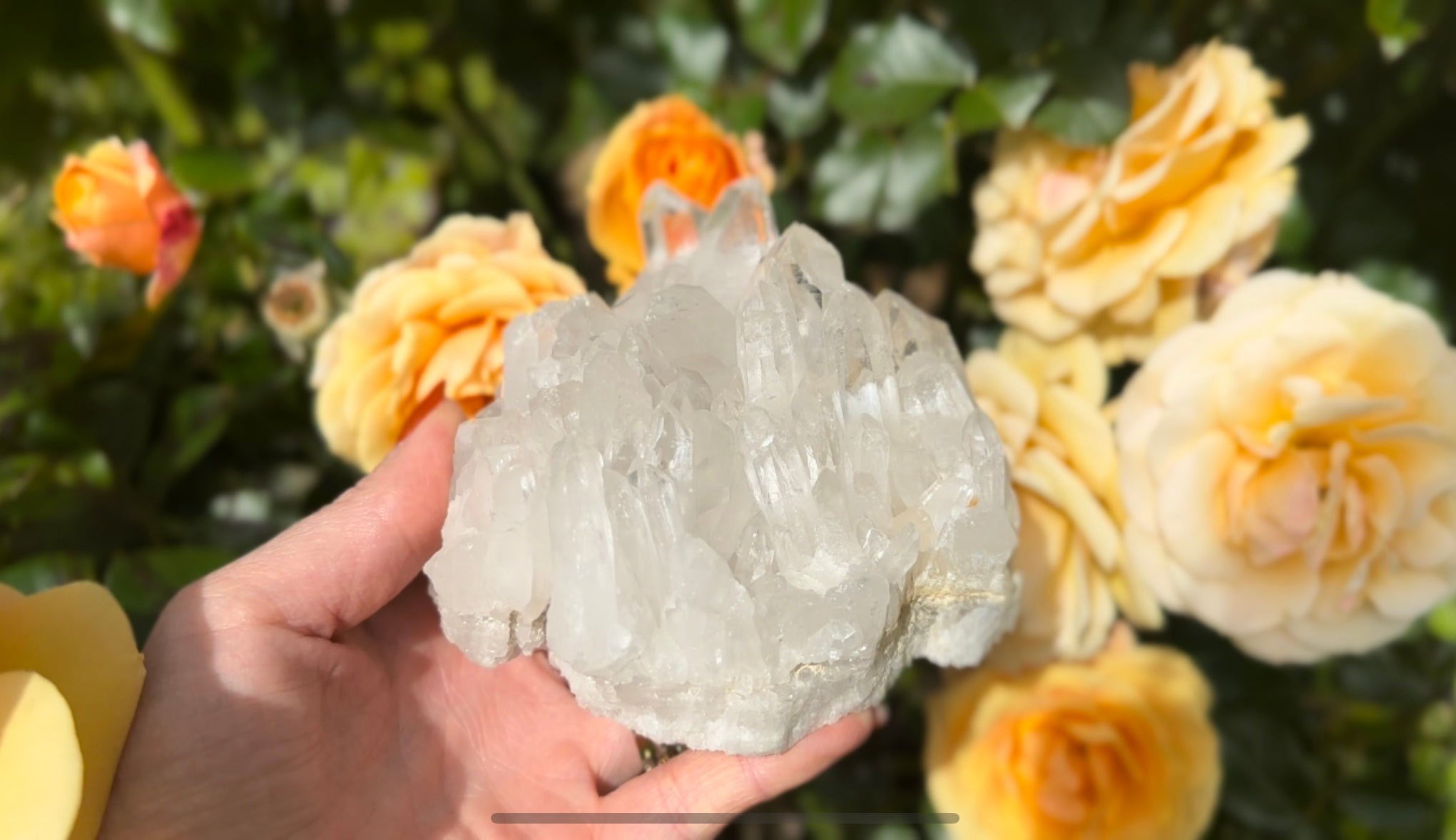 Hands holding a Clear Quartz cluster in front of a rose bush with orange roses and green leaves